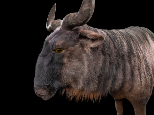 wildebeest rigged low poly animal Modello 3D