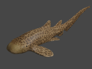 zebra shark Modello 3D